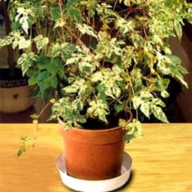 Sobna loza (Ampelopsis orientalis)
