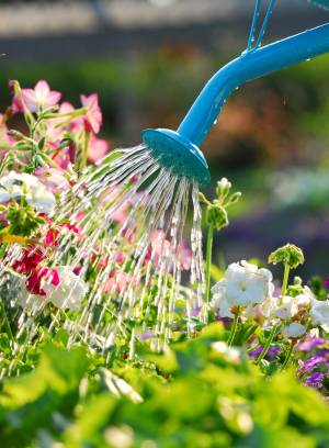 Saveti za zalivanje sobnog cveća i bilja
