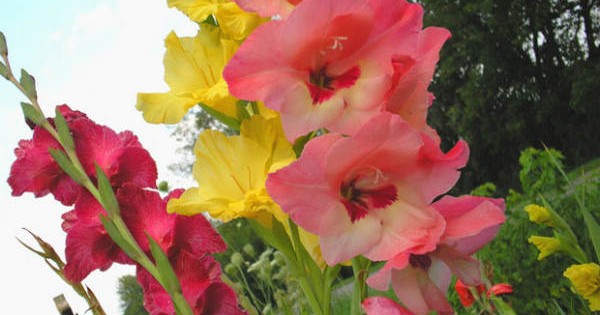 Gladiole – omiljeno baštensko cveće