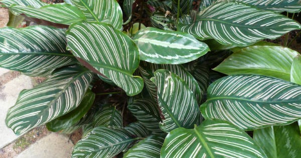 Kalateja – tropska biljka prelepih listova