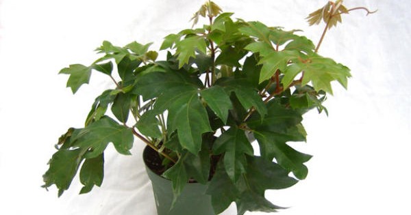 Lozica – omiljena sobna biljka koja ne gubi na popularnosti