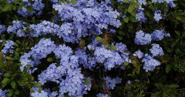 Plumbago – prelepe nijanse plavih cvetova