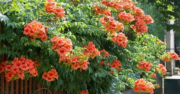 Tekoma – dekorativno stablo ili cvetna penjačica