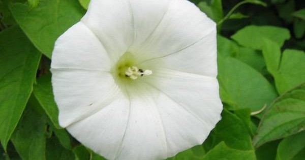 Ladolež – predivna biljka penjačica