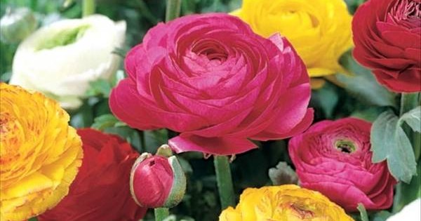 Ljutić – baštenska biljka raznobojnih cvetova