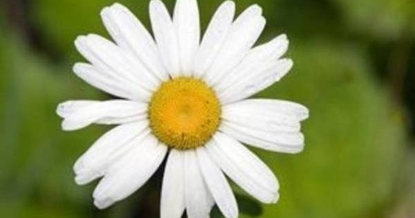 Margareta – popularna i za baštu i kao rezani cvet