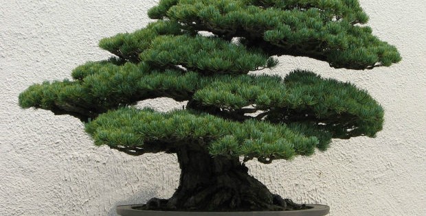 Bonsai drvo, lepota istočnjačke umetnosti