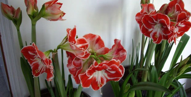 Amarilis (Kameni cvet), sobna biljka raskošnih cvetova