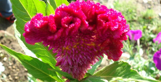 Petlova kresta – Celosia, biljka šarenolikih cvetova