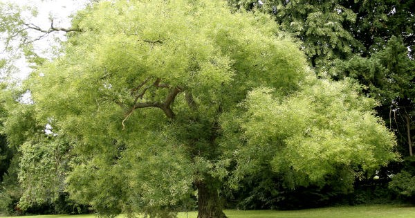 Sofora listopadno drvo, medonoša dekorativnih listova