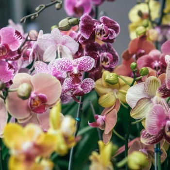 Đubrivo za orhideje: zašto je važno?