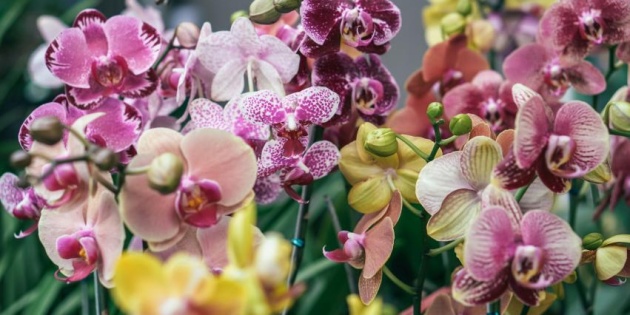 Đubrivo za orhideje: zašto je važno?