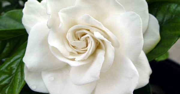 Gardenija – prekrasna sobna biljka voštanih cvetova