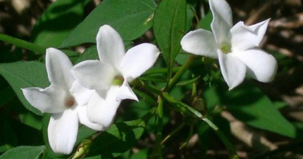 Jasmin – cvet nasvakidašnjeg, opojnog mirisa