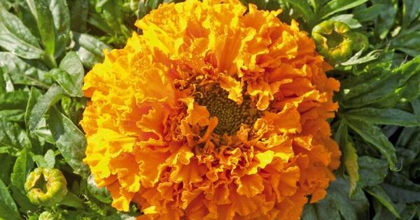 Kadifa – predivan somotski cvet u Vašoj bašti!
