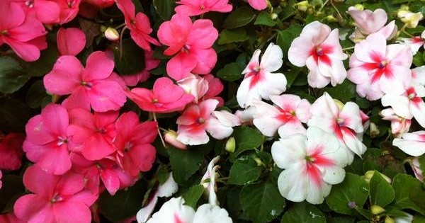 Lepi Jova – izdržljiva biljka koja nagradjuje jarkim cvetovima