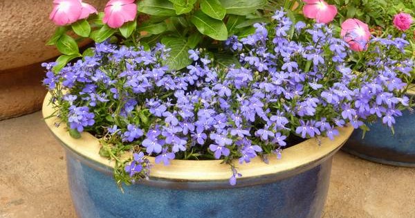 Lobelija –  zadivljujući spektar nijansi plavih cvetića