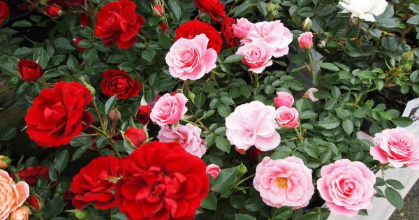 Patuljaste mini ruže, malene, a senzualne i mirišljave